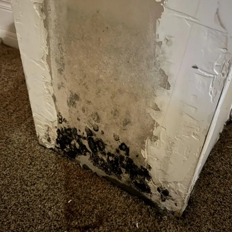 Professional Mold Removal in Paris, ID